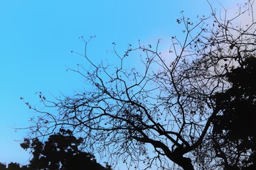 A tree without leaves at day time.