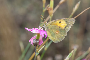 Pieridae / Sarı Azamet / / Colias crocea
