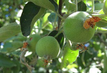 Young Ovaries Apples On A Branch Macro Shot 