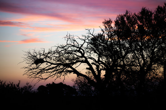 Atardecer &aacute;rbol seco