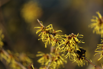 Zaubernuss Hamamelis