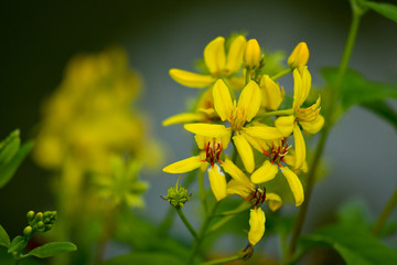Tristellateia australasiae yellow flower