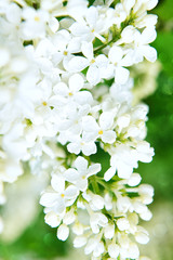 lush blooming white lilac. Close-up.