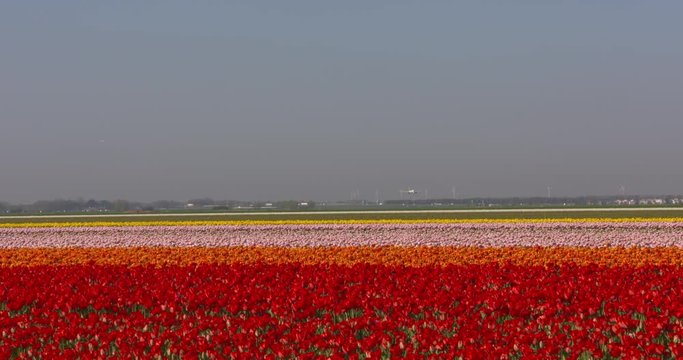Colourful bulbfields surround the airfield. Highway traffic, Polderbaan runway + incoming aircraft at horizon. SCHIPHOL AMSTERDAM AIRPORT is located in a Dutch polder below sea level. APRIL 2018