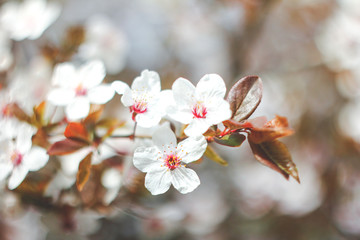 Flowering branches of tree on nature blurred background. Shallow depth of field. Spring mood. Sakura blossom  soft focus