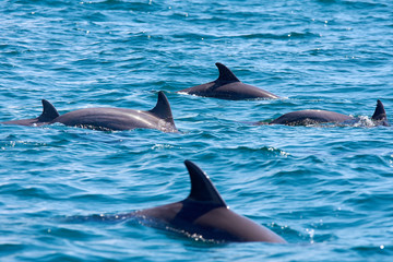 A group of several dolphins floating, jumping and diving in the blue sea