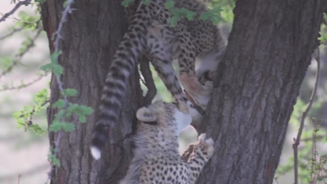 Cheetah cubs playing with each other in dry savannah of Maasai Mara National reserve, Kenya