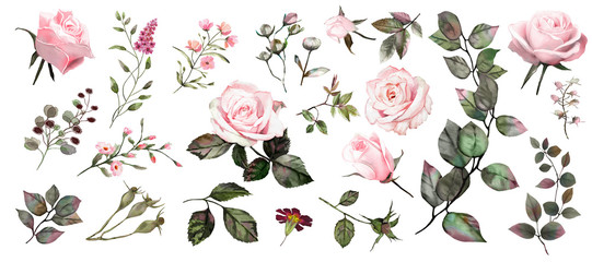 Watercolor botanical collection. Pink roses. Herbs, leaves, flowers. - 250238643