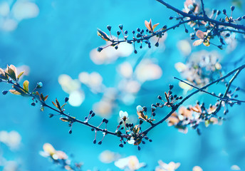 The beginning of flowering cherry tree. Opening wonderful tender first flowers. artistic photo.