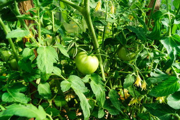 Fototapeta premium Green tomatoes on a branch of bright green foliage in the greenhouse in summer