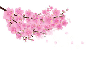 Sakura flowers background . cherry blossom isolated white background