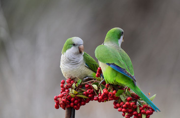 Parakeet,feeding on wild fruits, La Pampa, Patagonia, Argentina