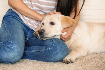 Cute labrador dog with owner resting at home