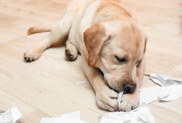 Naughty labrador dog playing with paper on floor at home