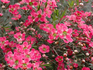 ギョリュウバイ