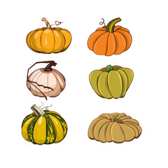 pumpkins vector image