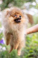 Beautiful orange dog - pomeranian Spitz. Puppy pomeranian dog cute pet happy smile playing in nature on in flowers