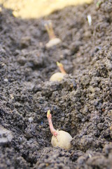 plantation et culture de la pomme de terre