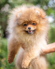 Beautiful orange dog - pomeranian Spitz. Puppy pomeranian dog cute pet happy smile playing in nature