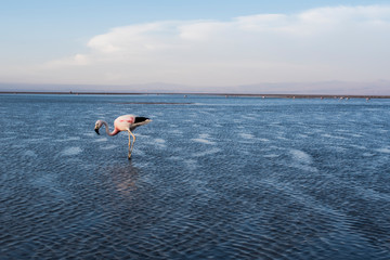 Flamingo in Atacamas Salt Lake