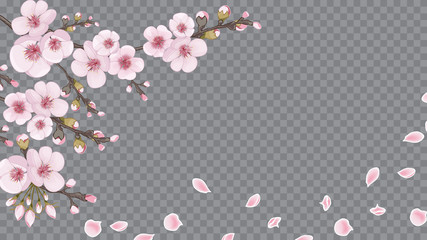 Flying sakura flowers. The idea of textile design, wallpaper, packaging, printing. Handmade background in Chinese style. Magenta on white fond.