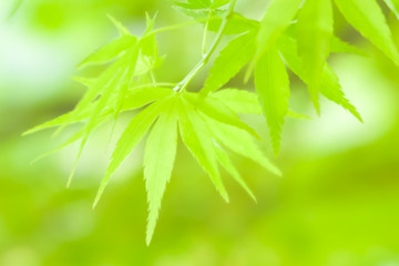 Maple Leaf - カエデの若葉