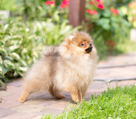 Beautiful orange dog - pomeranian Spitz. Puppy pomeranian dog cute pet happy smile playing in nature