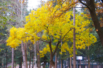 yellow tree in a city park