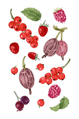Hand drawn berries on white background