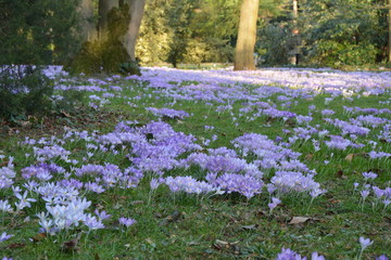 Naklejka premium Krokusse auf der Wiese