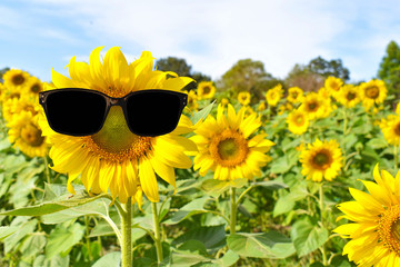sunflower in the field