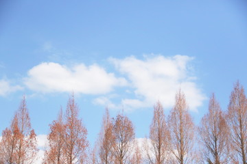 冬、空、木