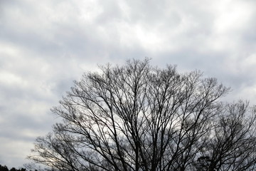 冬、空、木