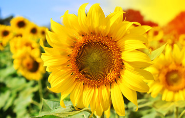 Obraz premium Sunflowers garden