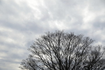 冬、空、木