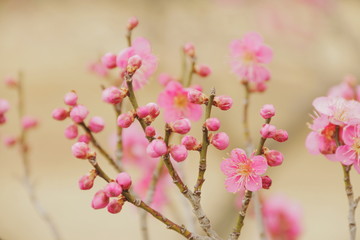 梅