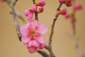 梅