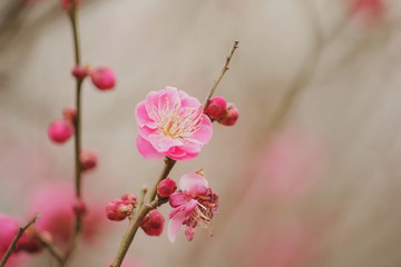 梅