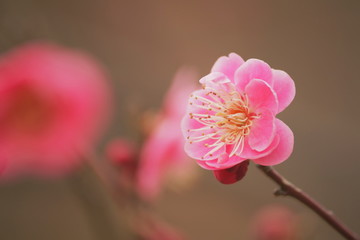 梅