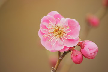 梅