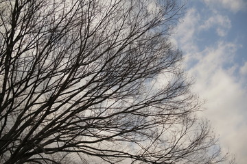 冬、空、木