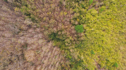 Aerial top view forest, Natural park background