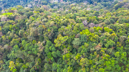 Aerial top view forest, Natural park background