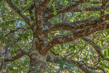 Detailed view of the central part of an oak, structural pull and twigs, bark textured with small white fungi, branches and leaves as background