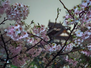 Cherry blossoms at night