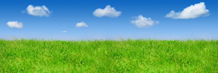 Fototapeta na wymiar Fresh spring green grass, Panorama