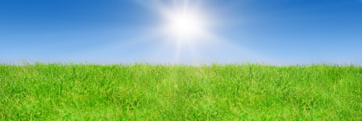 Fototapeta na wymiar Green grass on blue clear sky, spring nature theme, Panorama