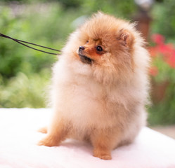 Beautiful orange dog - pomeranian Spitz. Puppy pomeranian dog cute pet happy smile playing in nature
