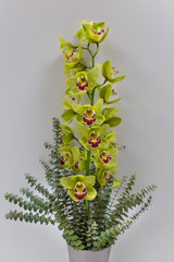 A large branch of orchids Cymbidium with Eucalyptus branches in a vase on a light background...