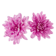 two chrysanthemum flower heads isolated on white background closeup. Garden flower, no shadows, top view, flat lay.